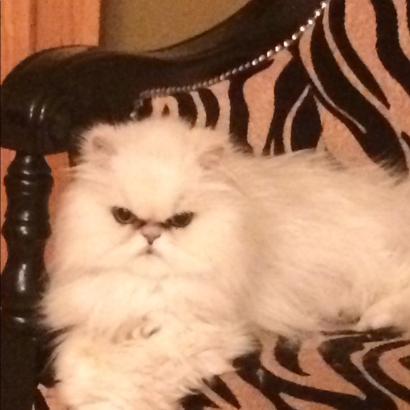 Meet your Posher, Pam - Picture 1 of 1